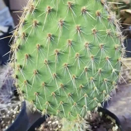 Cactée 'Kurt' (Opuntia) — rameau plat vert couvert d'épines fines · Pot 2.5L