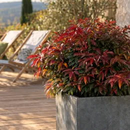 Leucothoé 'Joyce' (Leucothoe) — arbuste au feuillage rouge et vert sur terrasse · Photo d'illustration