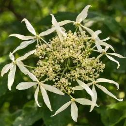 Hortensia grimpant du japon 'Windmills' (Schizophragma integrifolia) — grappe de petites fleurs crème avec bractées étoilées · Photo d'illustration