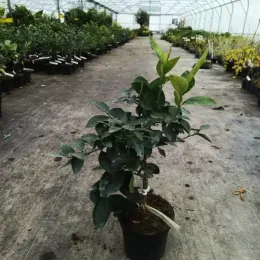 Citron vert (Citrus latifolia) — jeune agrume greffé en pot de culture · Pot 5L Tige