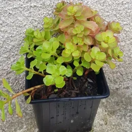 Orpin/sedum bâtard (Sedum spurium) — jeune plante succulente en pot plastique noir · Godet