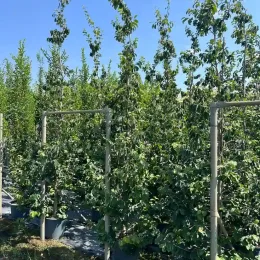 Parrotie de perse (Parrotia persica) — alignement de grands arbres conduits en palissage · Pot 30L