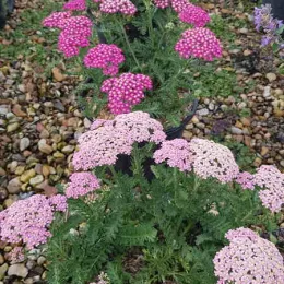 Achillée millefeuille 'Milly rock rose' (Achillea millefolium) — touffes de fleurs roses en pots alignés · Pot 3L