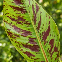 Bananier du sikkim 'Darjeeling' (Musa sikkimensis) — gros plan sur une grande feuille tachetée · Photo d'illustration