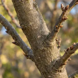 Prunier 'Victoria' (Prunus domestica) — gros plan sur tronc avec petits bourgeons