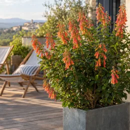 Phygelius (Phygelius capensis) — arbuste fleuri en pot sur terrasse en bois · Photo d'illustration