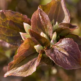 Cornouiller du japon 'Copacabana' (Cornus kousa) — gros plan de jeunes feuilles brunes et bourgeons clairs · Photo d'illustration