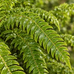 Polystic (Polystichum polyblepharum) — gros plan sur frondes de fougère brillantes · Photo d'illustration