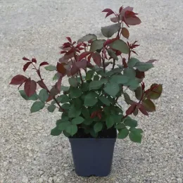 Rosier 'Embrasement parfume' (Rosa hybrida) — jeune arbuste à feuillage vert et rouge en pot · Pot 5L