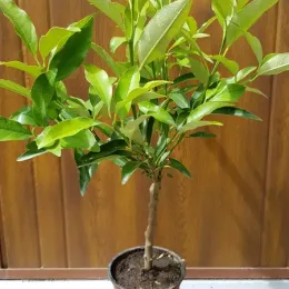 Kumquat (Citrus fortunella) — jeune arbuste vert en pot de pépinière · Pot 1.5L Touffe