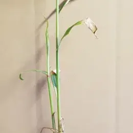 Gingembre ornemental 'Blanc' (Hedychium coccineum) — jeune plant élancé en pot plastique · Godet