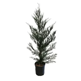 Cyprès de Leyland (Cupressocyparis leylandii) — conifère élancé en pot plastique noir · Pot 10L