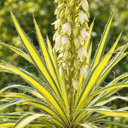 Yucca 'Golden sword' (Yucca flaccida) — rosette de feuilles bordées claires avec hampe florale · Photo d'illustration