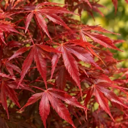 Érable du japon 'Twombly's red sentinel' (Acer palmatum) — feuilles finement découpées rouge vif en gros plan