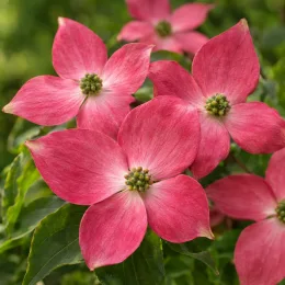 Cornouiller du japon 'Satomi' (Cornus kousa) — grands bractées roses étoilées avec cœur vert · Photo d'illustration