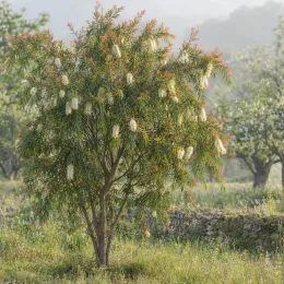 Rince-bouteilles (Callistemon salignus) — arbuste en fleurs dans un verger enherbé · Photo d'illustration