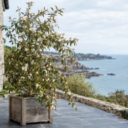 Camelia (Camelia tsaii) — grand arbuste fleuri en bac sur terrasse côtière · Photo d'illustration