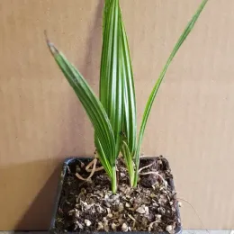 Palmier miniature de chusan (Trachycarpus wagnerianus) — jeune plant palmé en pot de pépinière · Godet