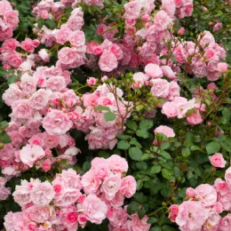 Rosier Buisson