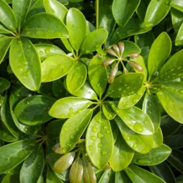 Schefflera