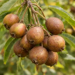 Cormier (Sorbus domestica) — grappe de petits fruits ronds brun doré