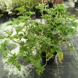 Geranium odorant (Pelargonium graveolens) — touffe dense de feuillage vert découpé en pot noir · Pot 3L