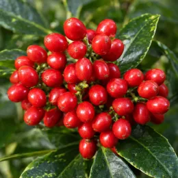 Aucuba du japon 'Rozannie' (Aucuba japonica) — grappe serrée de baies rouges brillantes · Photo d'illustration