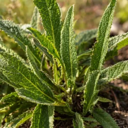 Verveine de buenos-aires 'Blue violet' (Verbena bonariensis) — rosette de feuilles allongées vertes et duveteuses · Photo d'illustration