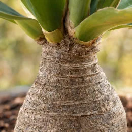 Yucca pied d'éléphant (Yucca elephantipes) — gros plan sur tronc renflé et feuilles vertes