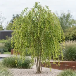 Saule de napoléon 'Crispa' (Salix matsudana) — arbre au port pleureur au feuillage très recourbé · Photo d'illustration