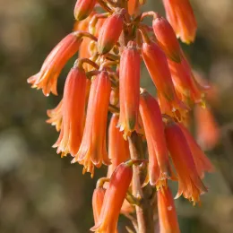 Résistant au sec et au gel (Aloe aristata) — grappe de fleurs tubulaires orange pendantes · Photo d'illustration