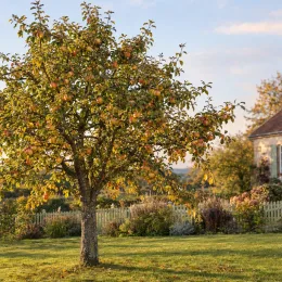 Pommier 'Eri sagarra' (Malus domestica) — arbre fruitier chargé de fruits dans jardin · Photo d'illustration