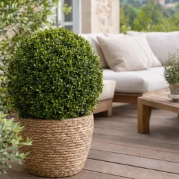 Buis à petites feuilles 'Faulkner' (Buxus microphylla) — arbuste boule taillée en pot tressé sur terrasse