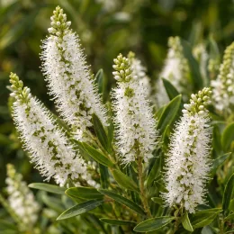 Véronique arbustive 'Kirkii' (Hebe microphylla) — épis de fleurs blanches allongées avec feuillage vert · Photo d'illustration