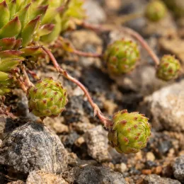 Joubarbe à rosette vert jaunâtre (Sempervivum × allionii) — petits rejets rampants sur substrat caillouteux · Photo d'illustration