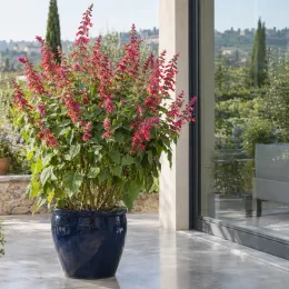 Sauge officinale (Salvia bethelli) — grand plant fleuri en pot sur terrasse · Photo d'illustration