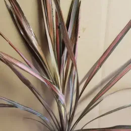 Cordyline 'Coral' (Cordyline australis) — touffe de longues feuilles lancéolées panachées · Godet