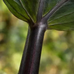 Oreille d'éléphant 'Black stem' (Colocasia esculenta) — gros plan sur tige sombre et limbe · Photo d'illustration