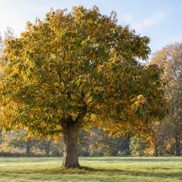 Châtaigner 'Marradi' (Castanea marron) — grand arbre isolé dans un pré