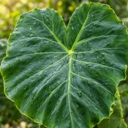 Oreille d'éléphant 'Jack's giant' (Colocasia esculenta) — grand feuillage en forme de cœur couvert de rosée