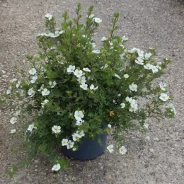 Potentille 'Abbotswood' (Potentilla fruticosa) — Pot 7.5L, photo 5