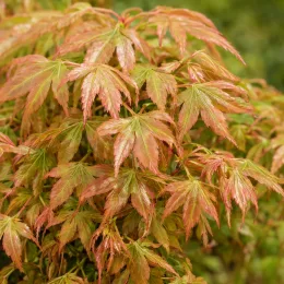Érable du japon 'Cascade emerald' (Acer palmatum) — feuillage finement découpé aux teintes vert et bronze