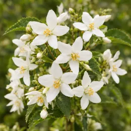 Hoheria 'Stardust' (Hoheria sextylosa) — grappes de fleurs blanches étoilées avec feuillage vert · Photo d'illustration