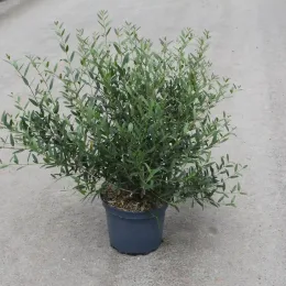 Filaire à feuilles étroites (Phillyrea angustifolia) — arbuste dense au feuillage fin dans un pot · Pot 7.5L