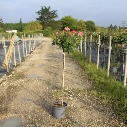 Rosier 'Reflet de saint malo' (Rosa hybrida) — rosier tige fleuri en pot sur allée · Pot 10L