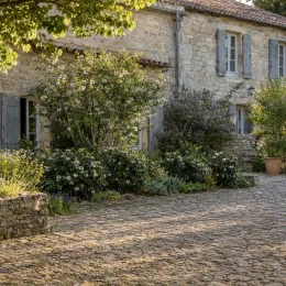 Viorne de david 'Yin' (Viburnum davidii) — grand massif arbustif devant maison en pierre
