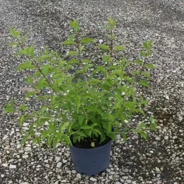 Seringat 'Mrs el robinson' (Philadelphus virginalis) — Pot 3L