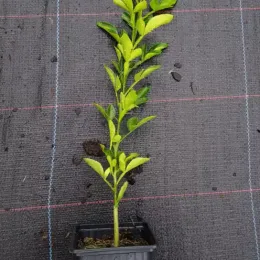 Citrumelo sacaton 'Sacaton' (Citrus paradisi × Poncirus trifoliata) — jeune plant dressé en pot de pépinière · Godet