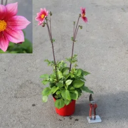 Dahlia 'Heroine' — plante fleurie en pot rouge avec gros plan · Pot 3L