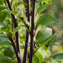 Vivace estivale 'Jardin des nymphes' (Dahlia) — tiges pourpres dressées avec feuillage vert denté · Photo d'illustration